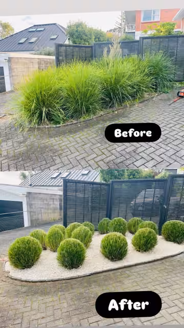 Before and after photos of shaped garden shrubs