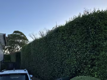 Customer photo of a tall trimmed hedge