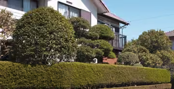 Layers of sculpted hedges and topiary in a front garden