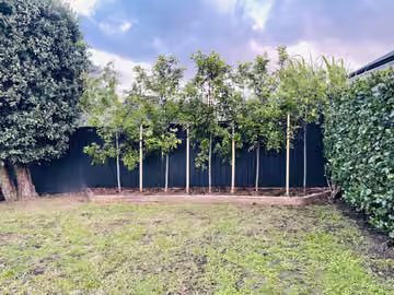 New trees planted along a boundary fence beside a lawn