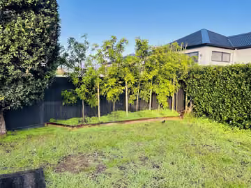 A row of young trees beside a boundary fence